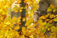 Tawny owl sleeping in autumn beech