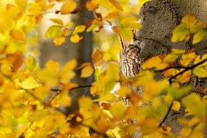 Chouette hulotte dormant dans un hêtre en automne