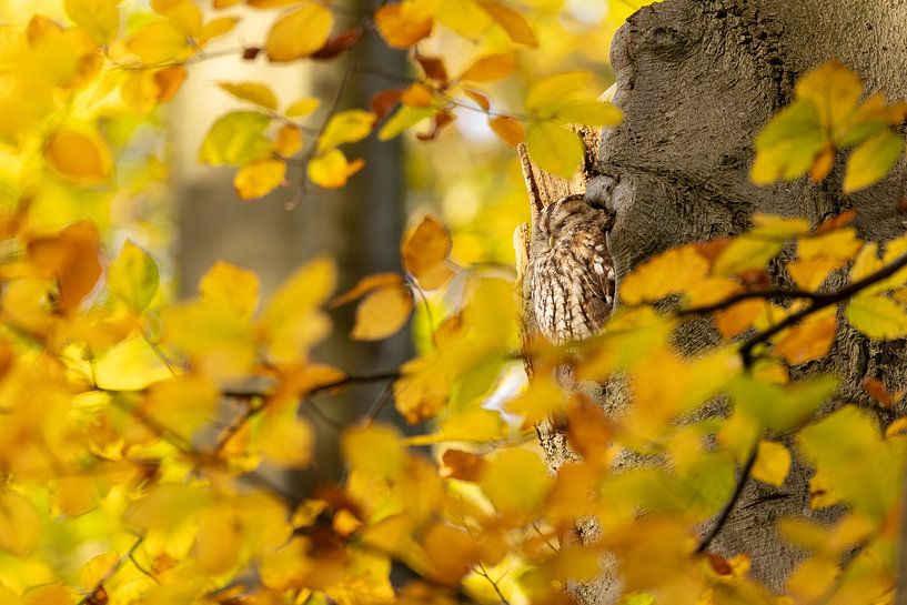 Tawny owl sleeping in autumn beech by Jasper Kok