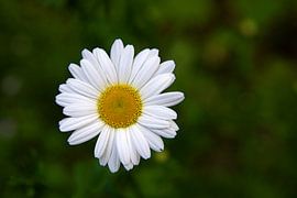 Margriet sur jacky weckx