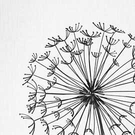 Dandelion, illustration, sketch, black and white by Color Square