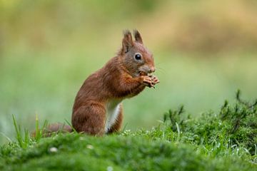 Squirrel eats beechnut by Tanja van Beuningen
