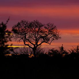 kruger sunset van Meleah Fotografie