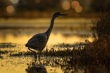 Heron by Peter Deschepper