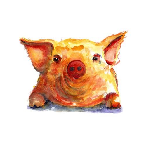 Het oranje gele varkentje