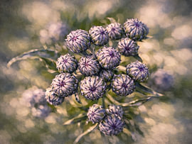 Distel
