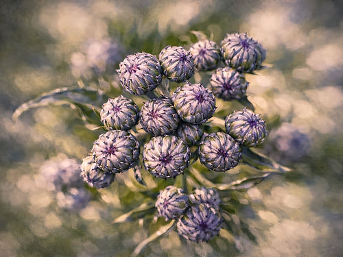 Distel