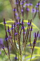 Nature photo plants and flower garden
