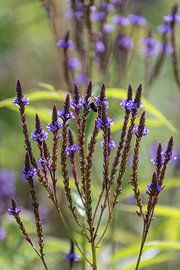 Nature photo plants and flower garden by Dana Oei fotografie