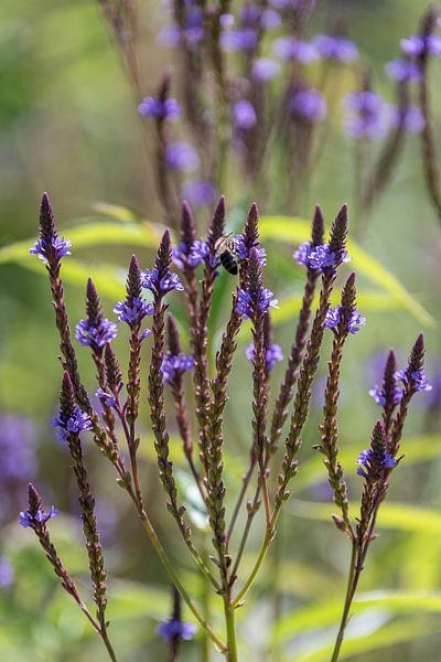 Photo nature plantes et jardin de fleurs par Dana Oei fotografie