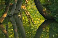 De kromme bomen van de Twickelervaart