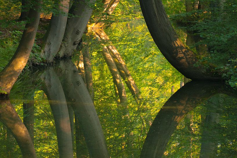 Les arbres tordus du Twickelervaart par Ron Poot