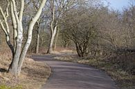 Fietspad door een winters duingebied von Ronald H Miniaturansicht