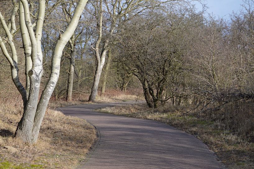 Fietspad door een winters duingebied von Ronald H