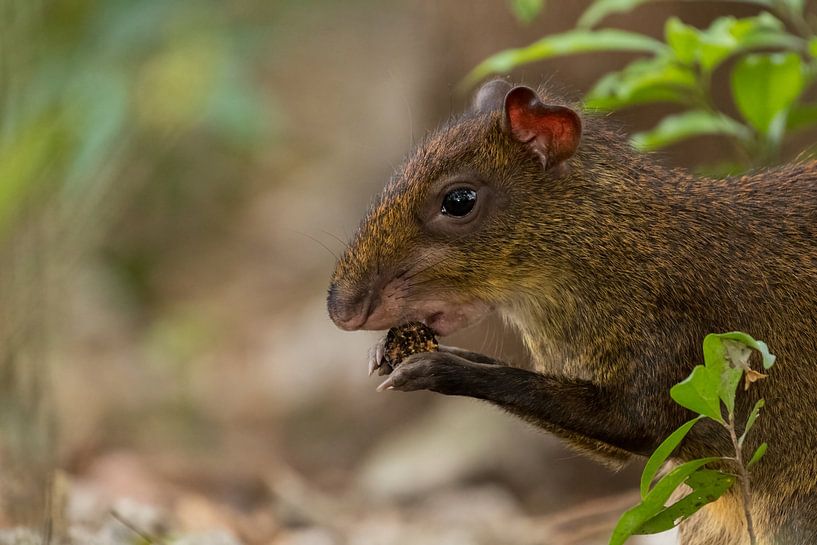The Central American agouti in the rainforest in search of food. by Tim Link