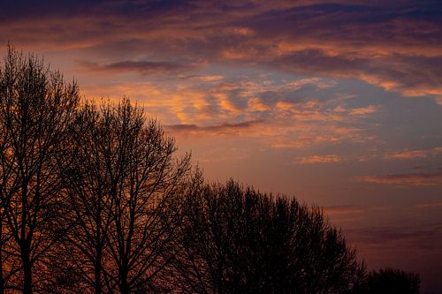 Silhouettes of bare trees against the sunlit clouds during sunset