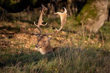 Resting deer