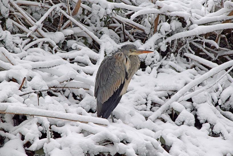 Héron gris assis dans la neige le long du fossé et semble avoir froid par Robin Verhoef