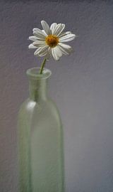 Daisy in bottle by Hille Bouma