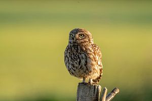 Hibou en pierre sur Rando Kromkamp