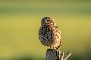 Hibou en pierre