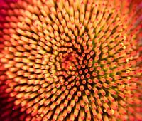 La nature en détail