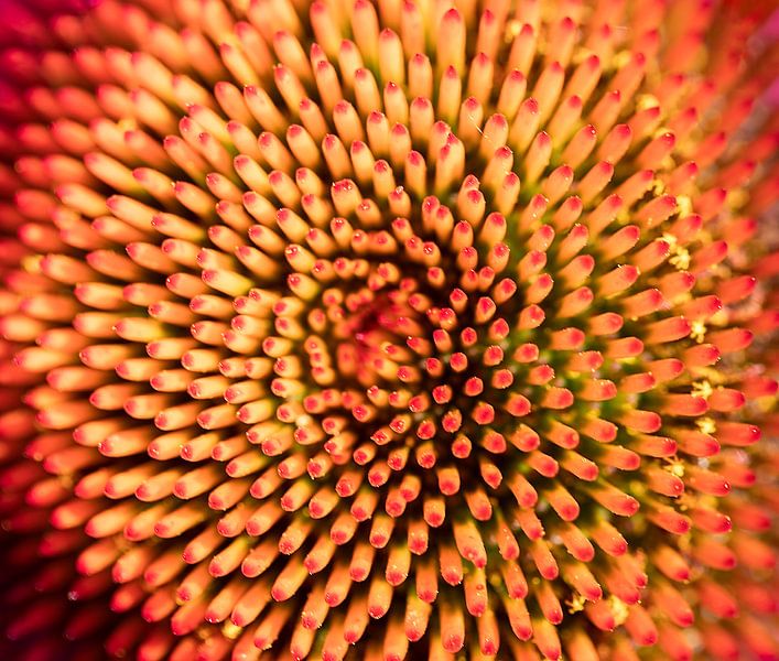 Nature in detail by Marc Crutzen