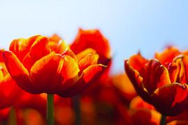 Die Farben des Frühlings von Tonny Eenkhoorn- Klijnstra