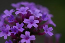 Ijzerhard by Johan Slagers