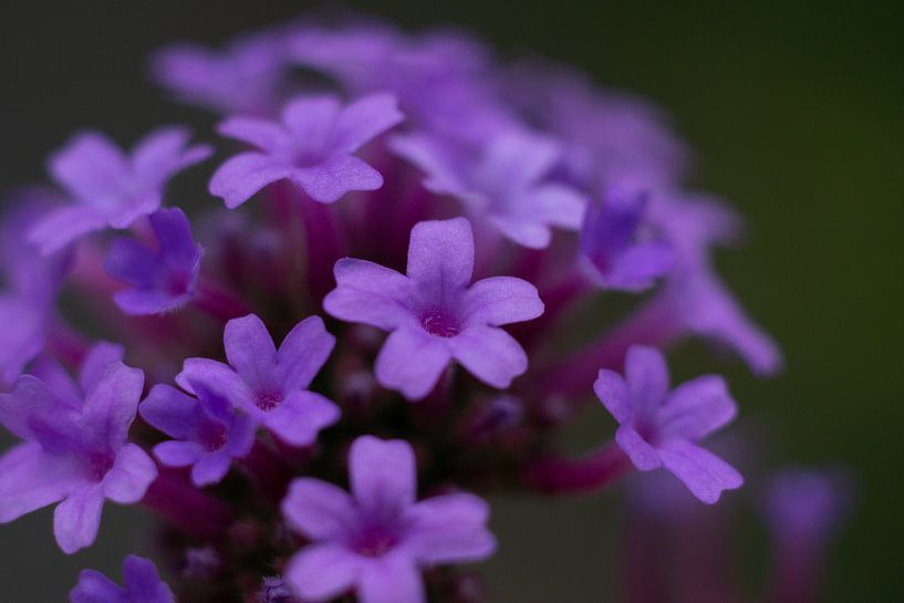 Ijzerhard by Johan Slagers