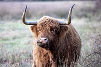 Scottish Highlander