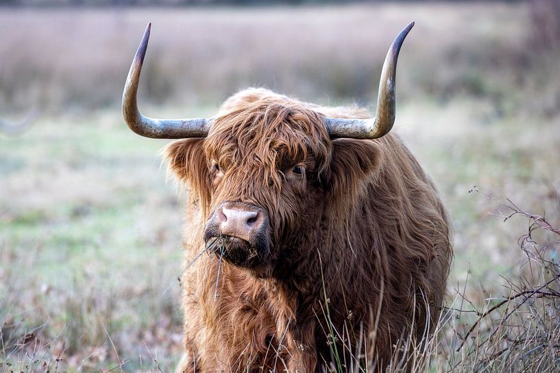 Scottish Highlander by Debbie Rijnders