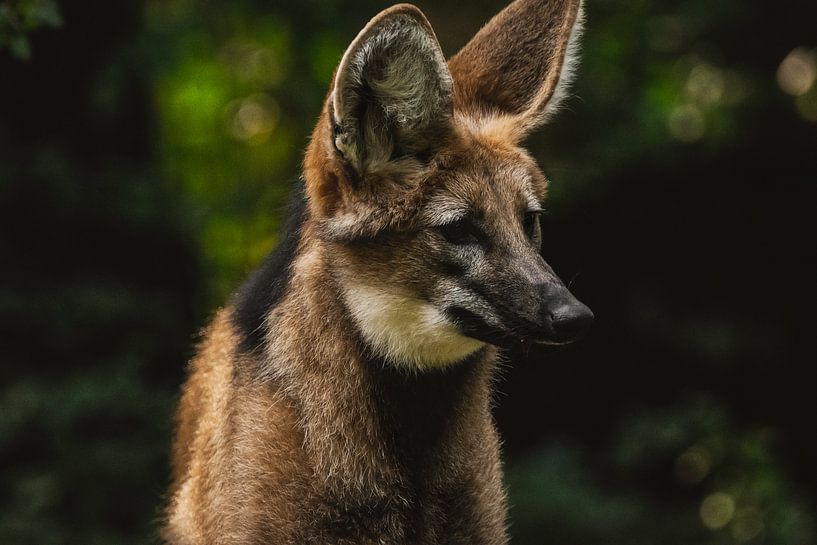 Wild Dog by Larsphotografie