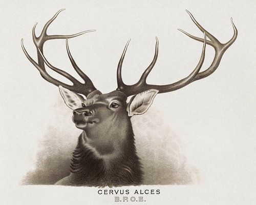 Illustration vintage d'un élan et étude de la nature