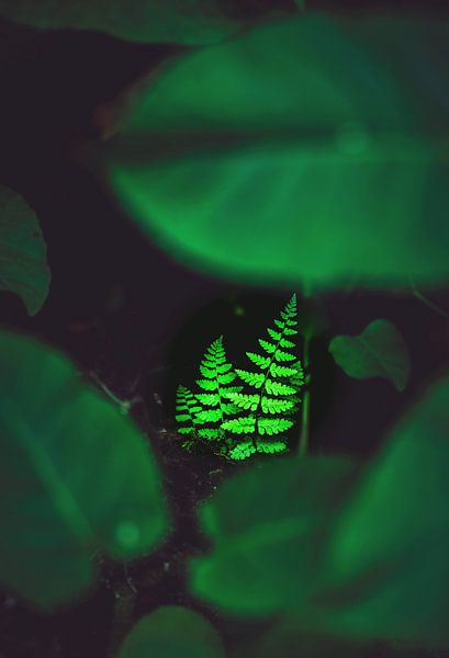 3 Ferns. by Roy IJpelaar