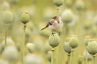 Young bird on a poppy bulb (poppy)