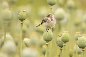 Jeune oiseau sur un bulbe de pavot (coquelicot)