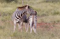 Parc national Zebra Kruger par Dennis Eckert Aperçu