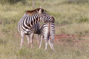 Zebra Krüger Nationalpark