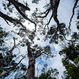 Fascination of size (Kauri trees) by Candy Rothkegel / Bonbonfarben