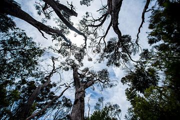 Fascination of size (Kauri trees) by Candy Rothkegel / Bonbonfarben
