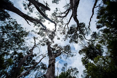 Fazination der Größe (Kauri-Bäume)