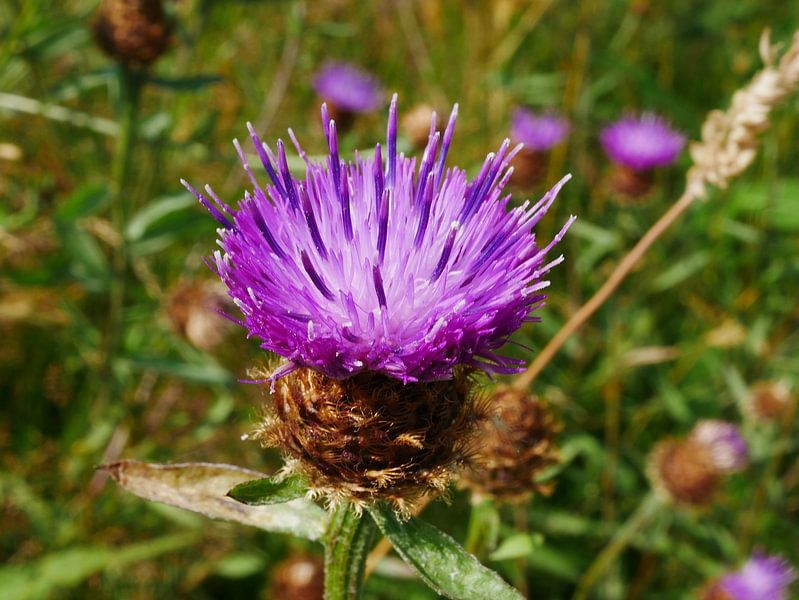 Knöterich in voller Blüte. von Wim vd Neut