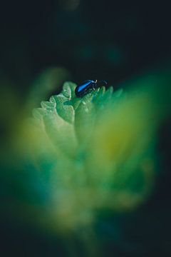 Glanzende blauwe kever in een donker bos van Marjolein Schattevoet