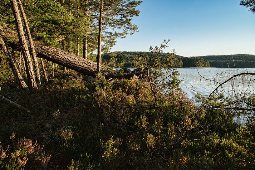Lake in Sweden with white clouds, blue water and trees on the shore by Martin Köbsch