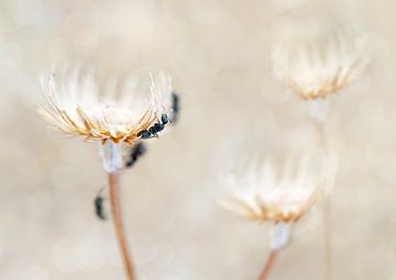 Summer heat sur Michelle Coppiens