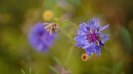 Blaue Kornblume in der Sommerwiese – Nahaufnahme mit Bokeh von Laura Georgi Tier- und Ladschaftsfotografie