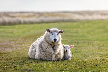 Moutons dans la réserve naturelle d'Ellenbogen, Sylt sur Christian Müringer