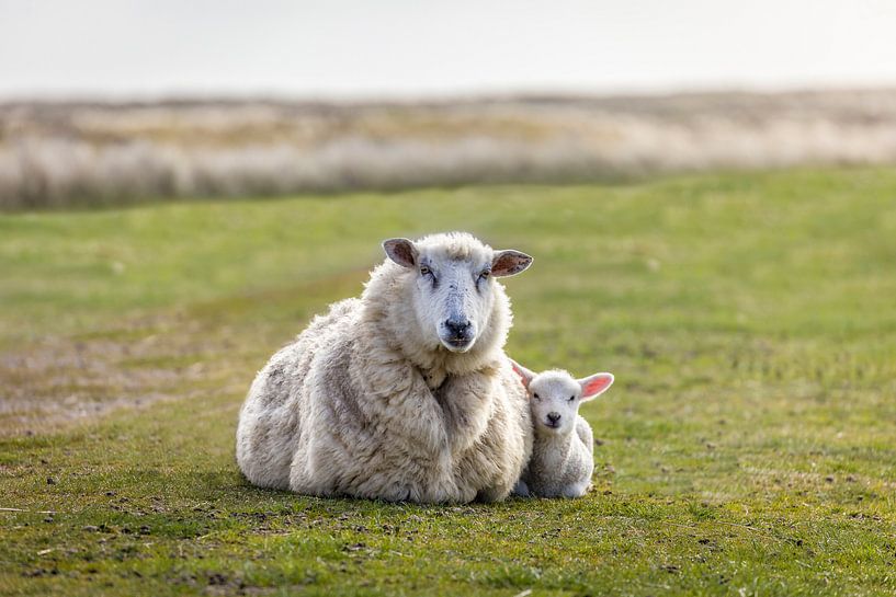 Sheep in the Ellenbogen nature reserve, Sylt by Christian Müringer