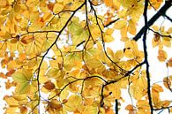 Yellow Summer by Karin Hendriks Fotografie thumbnail